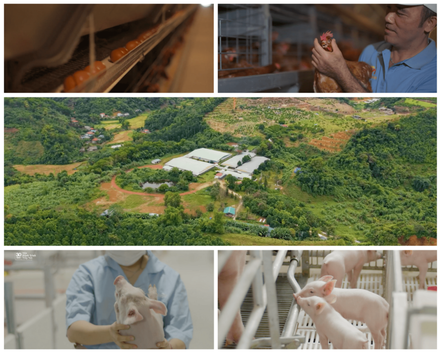 Hình ảnh chăn nuôi thực tế trong dự án video testimonials
